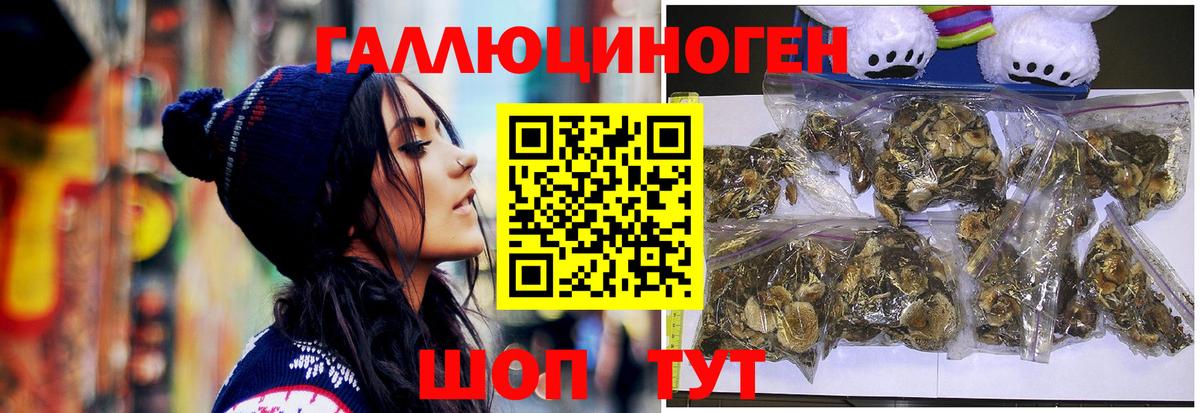 Галлюциногенные грибы Psilocybine cubensis Братск