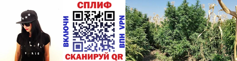 Канабис Amnesia  нарко площадка как зайти  Братск 
